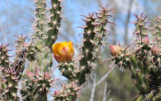 Buckhorn Cholla is a shrub or arborescent plant with a short trunk. It is found in AZ, CA, NV, UT. Cylindropuntia acanthocarpa